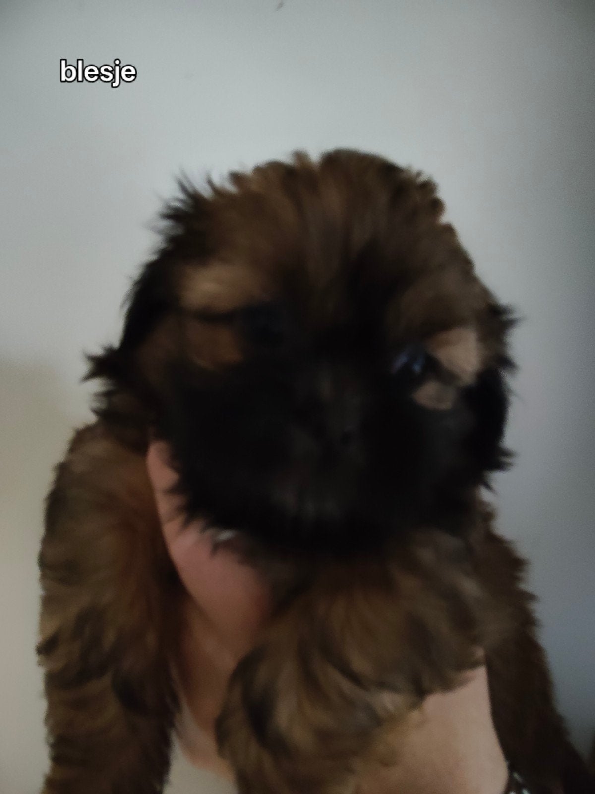 leuke Shih tzu pups, Overige rassen, 8 tot 15 weken, Meerdere, Meerdere dieren