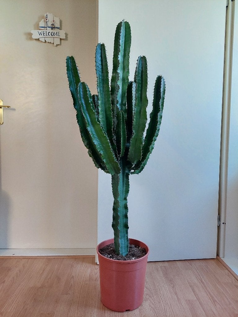 XL Euphorbia Erytrea Candelabrum -Kandelaarboom/Cowboycactus, Ophalen, Vetplant, 100 tot 150 cm, Halfschaduw
