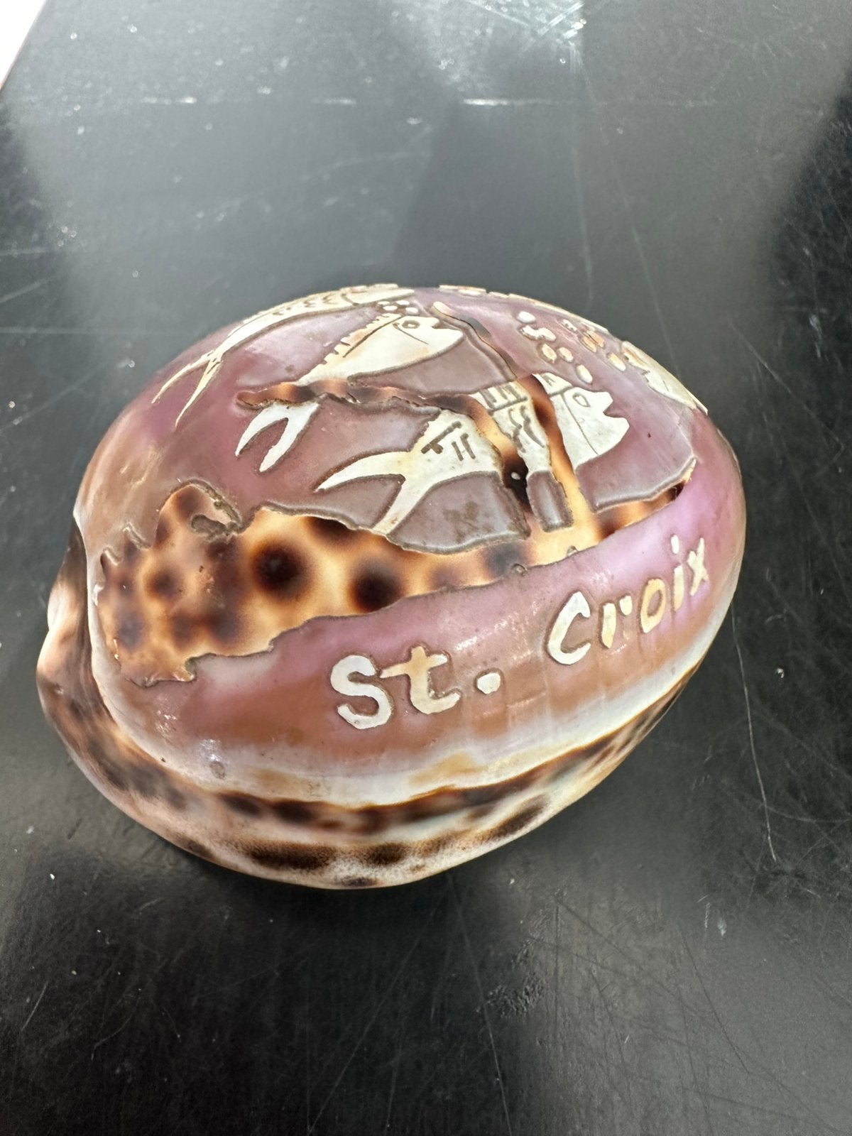 St Croix graveerde Tijger Kuri Schelp 8/6 cm, Ophalen of Verzenden, Zo goed als nieuw