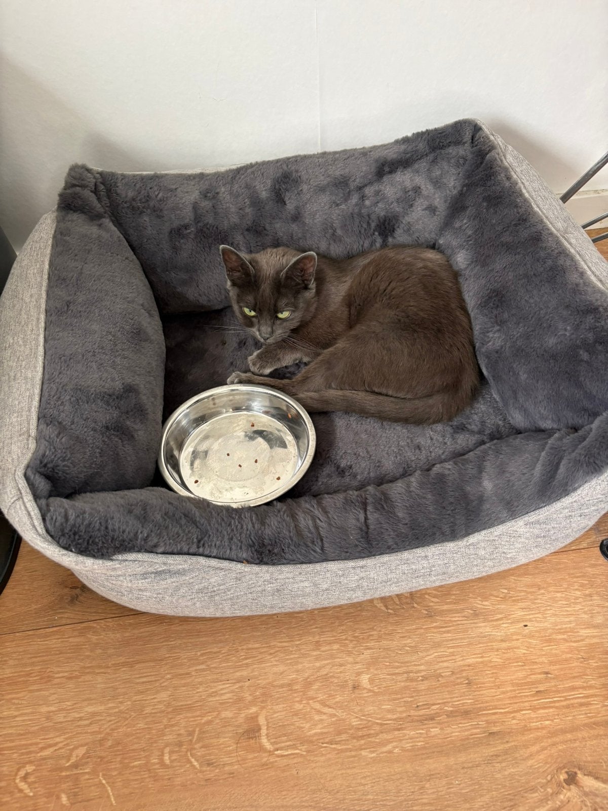 Grijs poesje, Dieren en Toebehoren, Poes