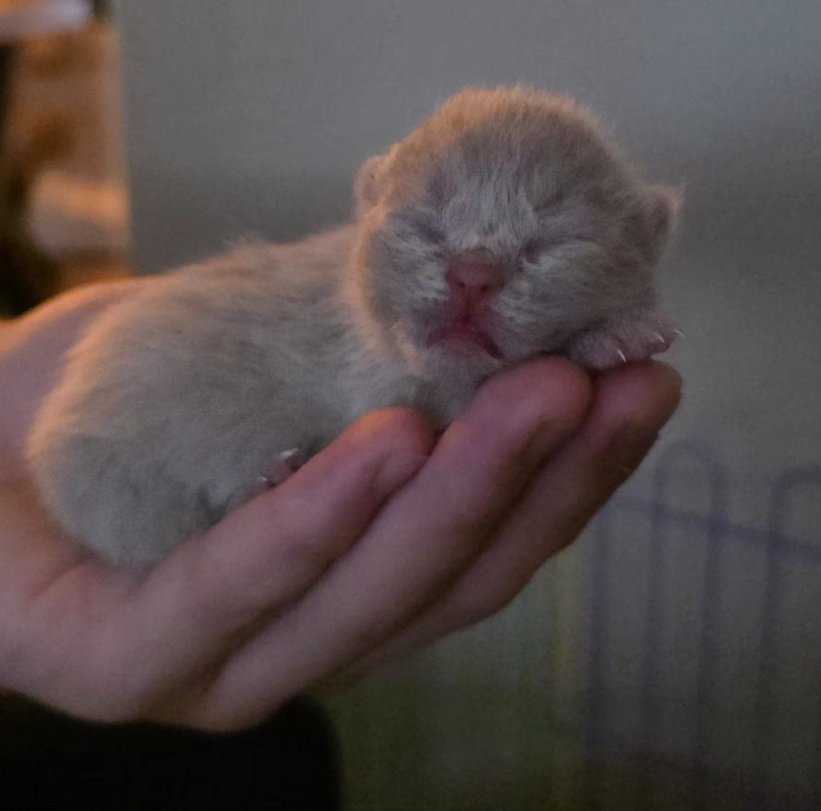 kittens britse korthaar lilac - blue, Meerdere dieren, Ontwormd, 0 tot 2 jaar