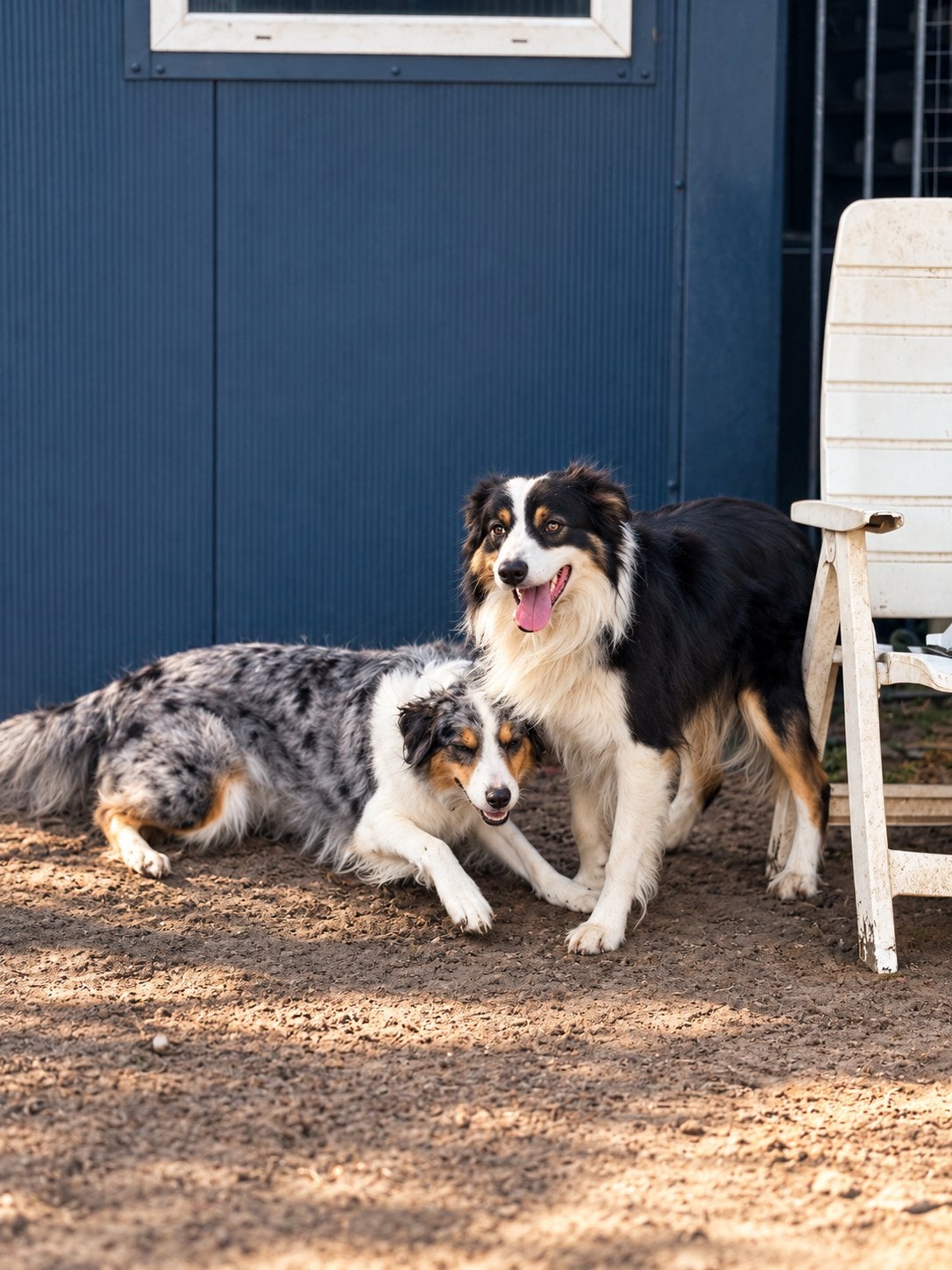KERSTWONDERTJES OP KOMST! | BORDER COLLIE  AUSSIE PUPS, 8 tot 15 weken, Meerdere, Meerdere dieren, Middel