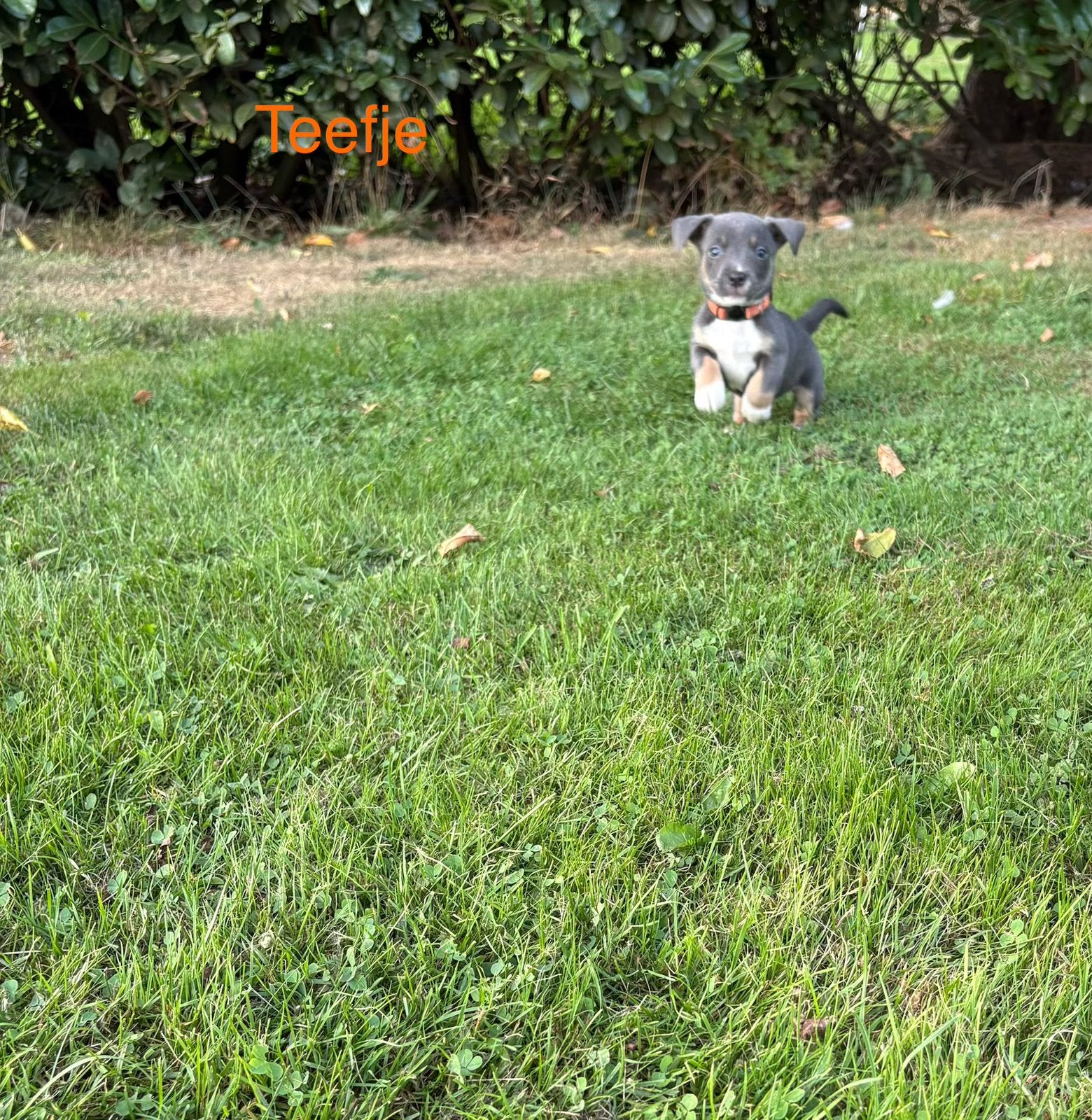 Leuke blue and tan jack russels te koop, Jack Russell Terriër, 8 tot 15 weken, Meerdere, Meerdere dieren