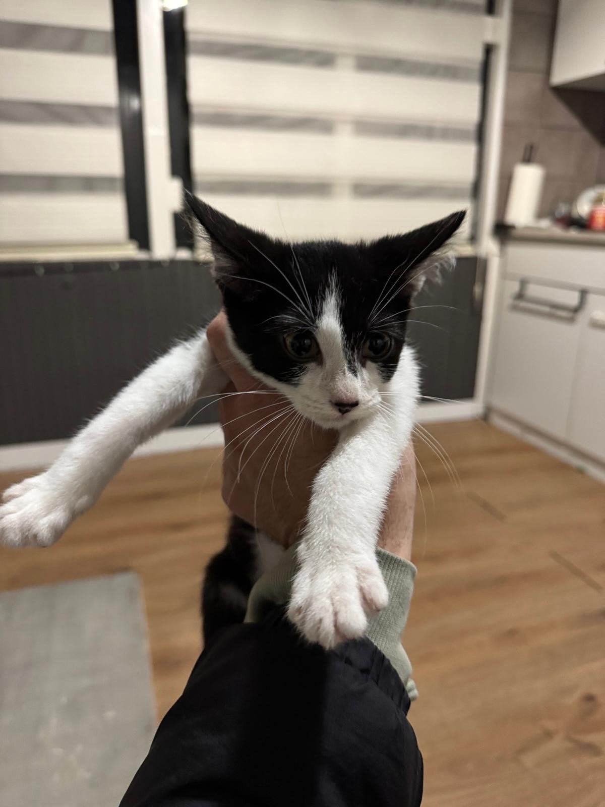 Kitten, Poes