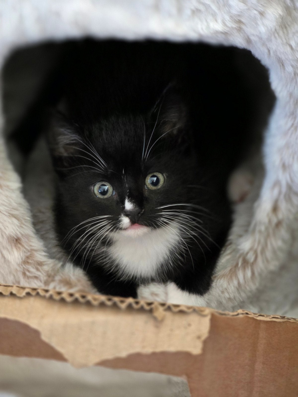 Kitten 6 weken oud, Poes, Kortharig, 0 tot 2 jaar