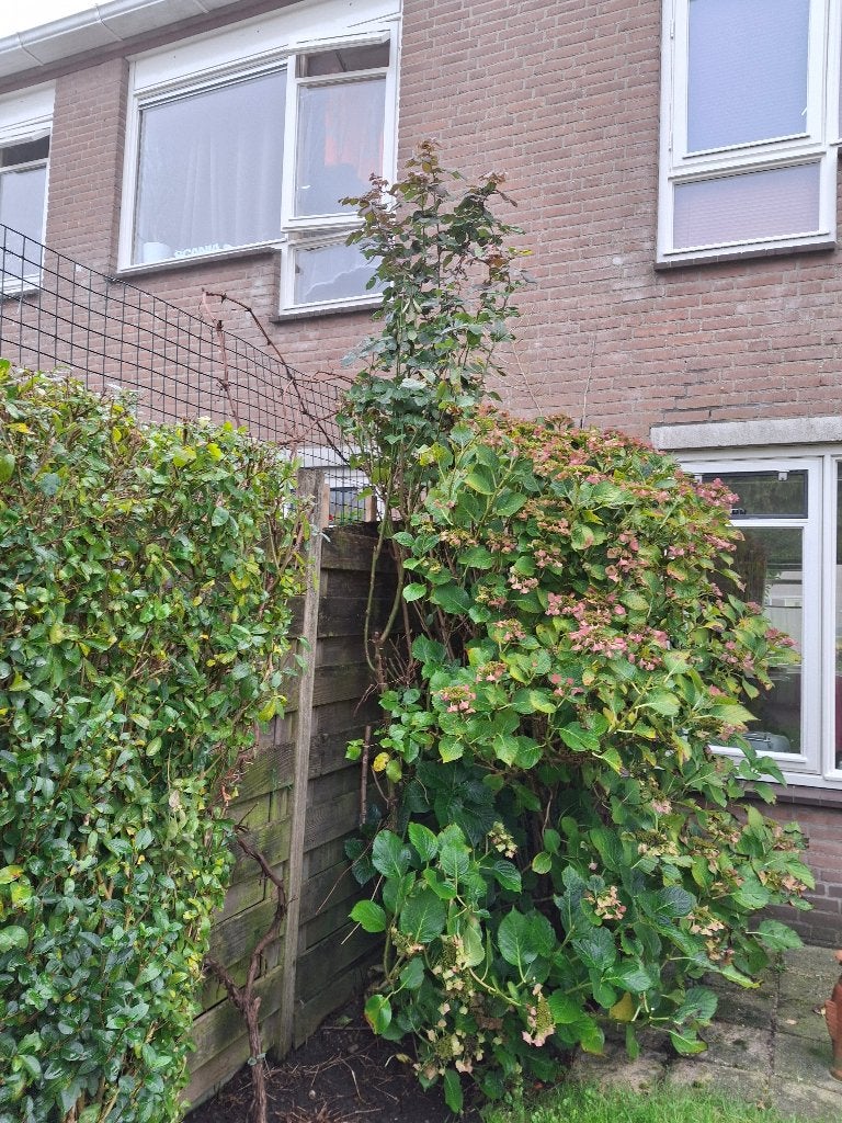 prachtige klimroos, Ophalen, Vaste plant, Overige soorten, Volle zon