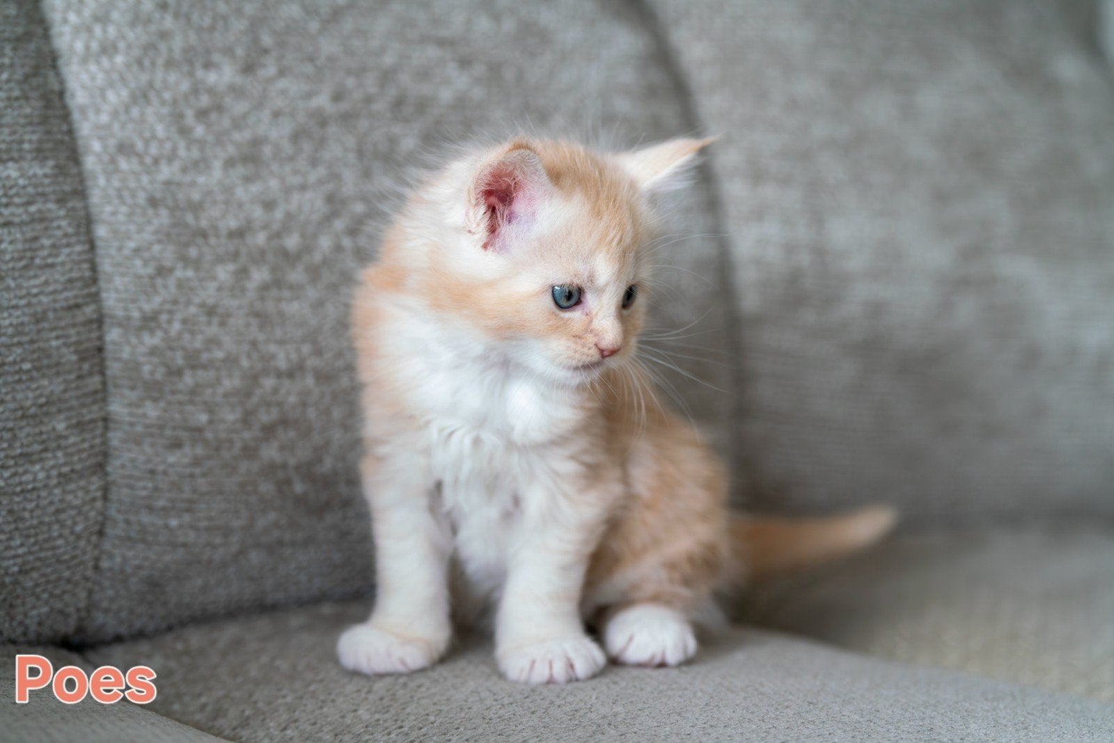 Prachtige Maine Coon Kittens, Meerdere dieren, Langharig, 0 tot 2 jaar