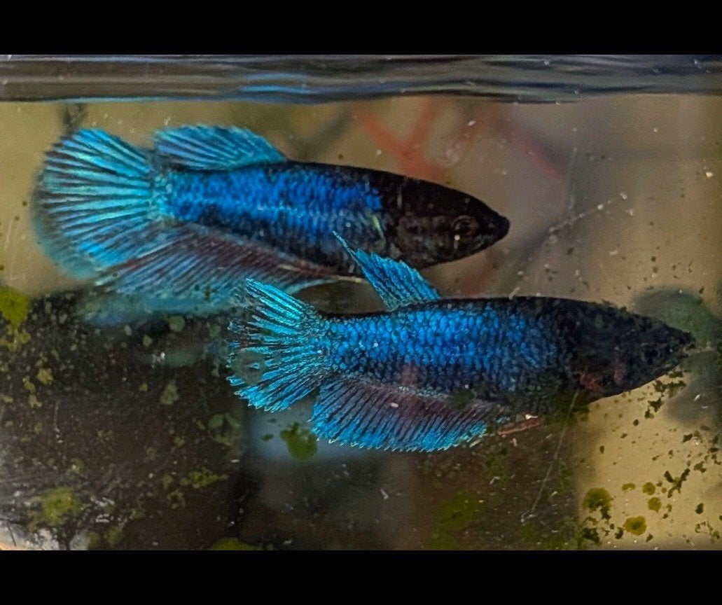 betta splendis, Vis, Zoetwatervis