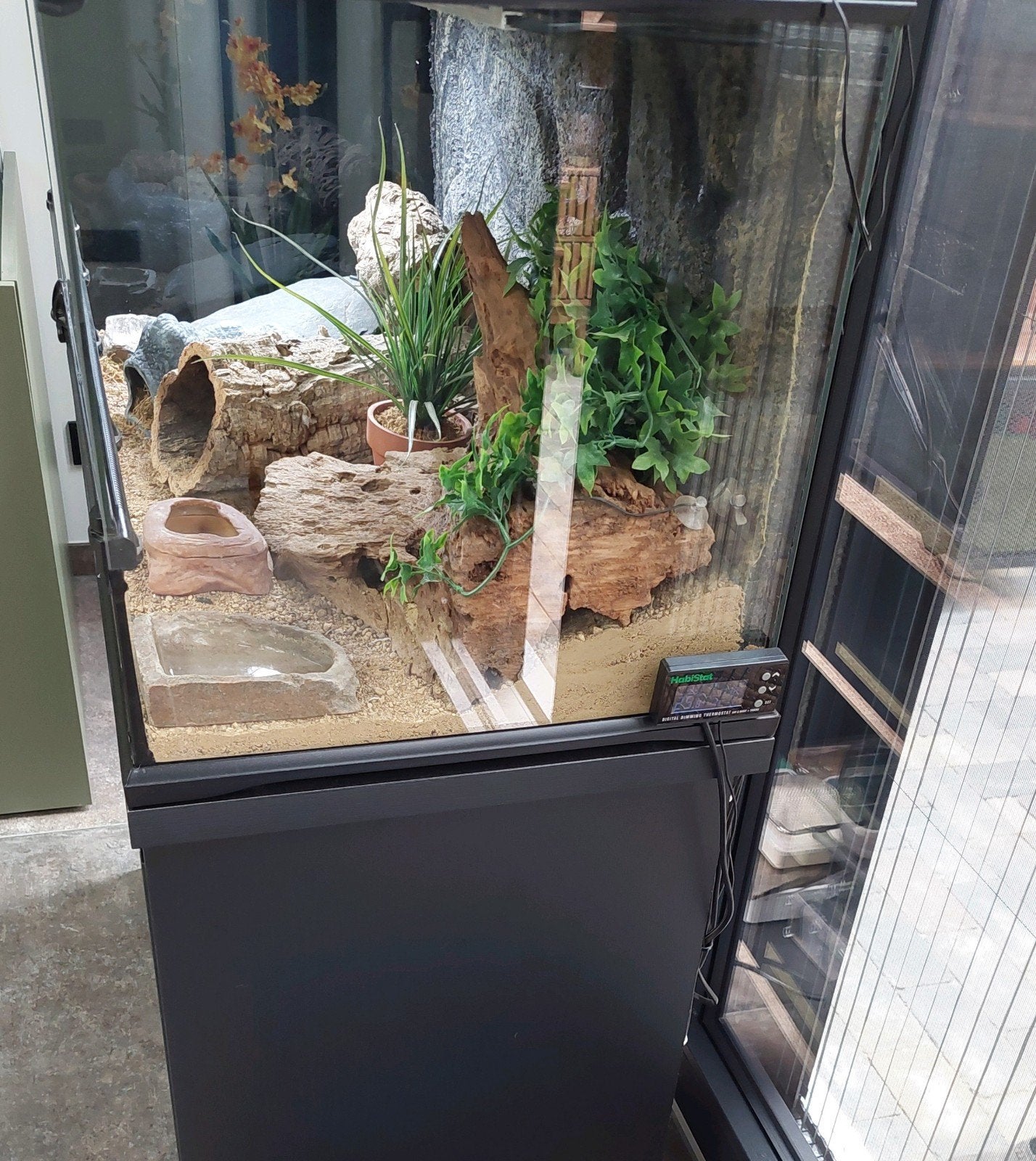 Luipaardgekko met terrarium Leopard Gecko photo 9