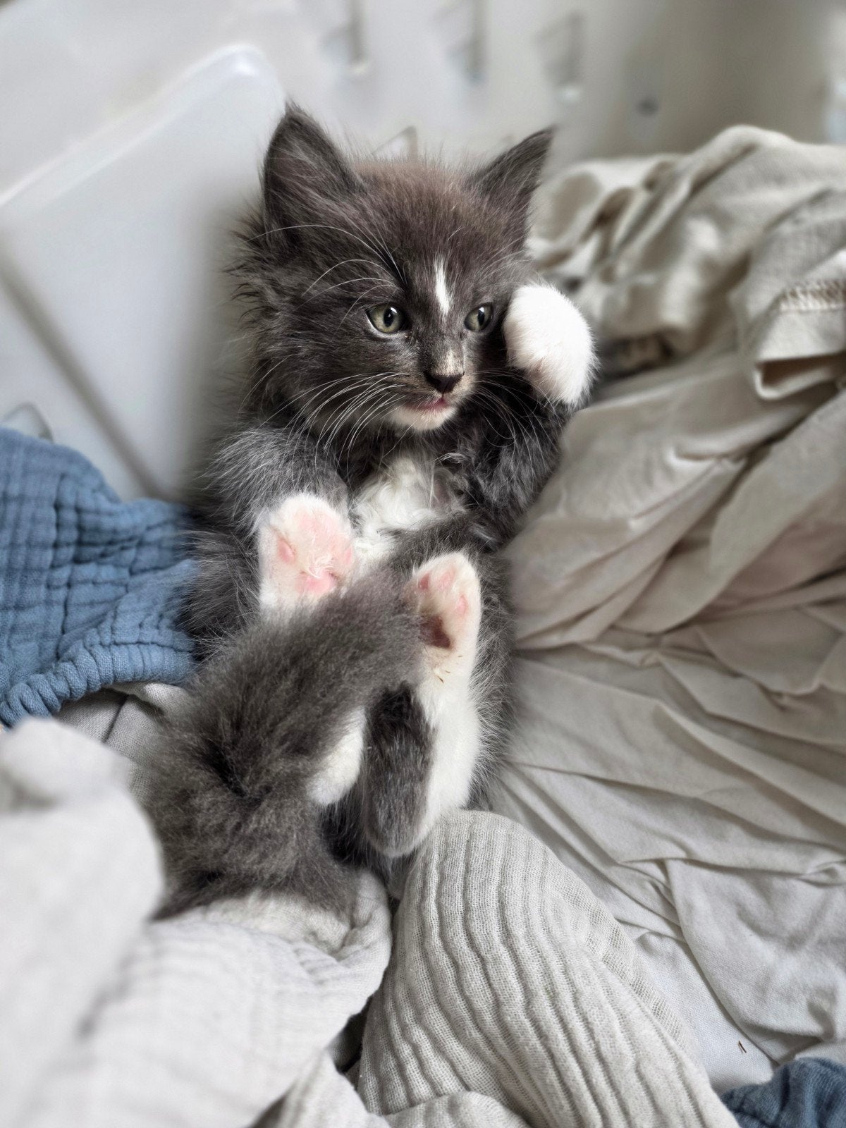 knappe kittens, kruising mainecoon ragdoll, langharig,  lief, Dieren en Toebehoren, Meerdere dieren, Langharig, 0 tot 2 jaar