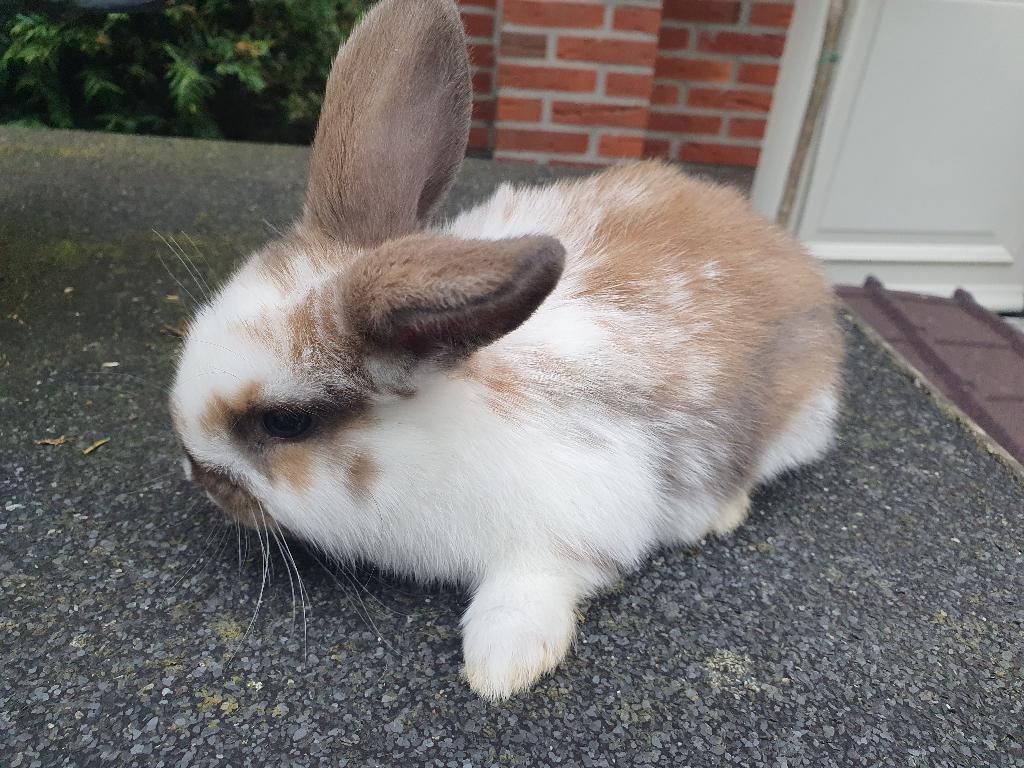 Baby konijntje hangoor (mannetje), Dieren en Toebehoren, Konijnen, Mannelijk, Dwerg, Hangoor