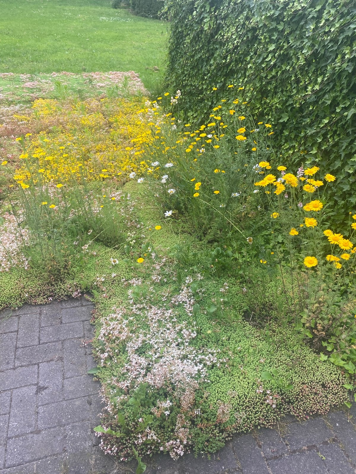 Sedum matten en cassettes voor dak of bodembedekking, Bodembedekkers, Volle zon, Vaste plant, Ophalen of Verzenden