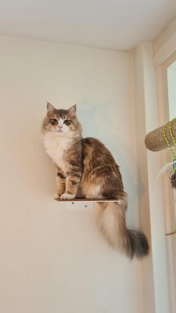Lucy Balu krabpaal + 3 kattentrappen (stijlvol & modern), Ophalen of Verzenden