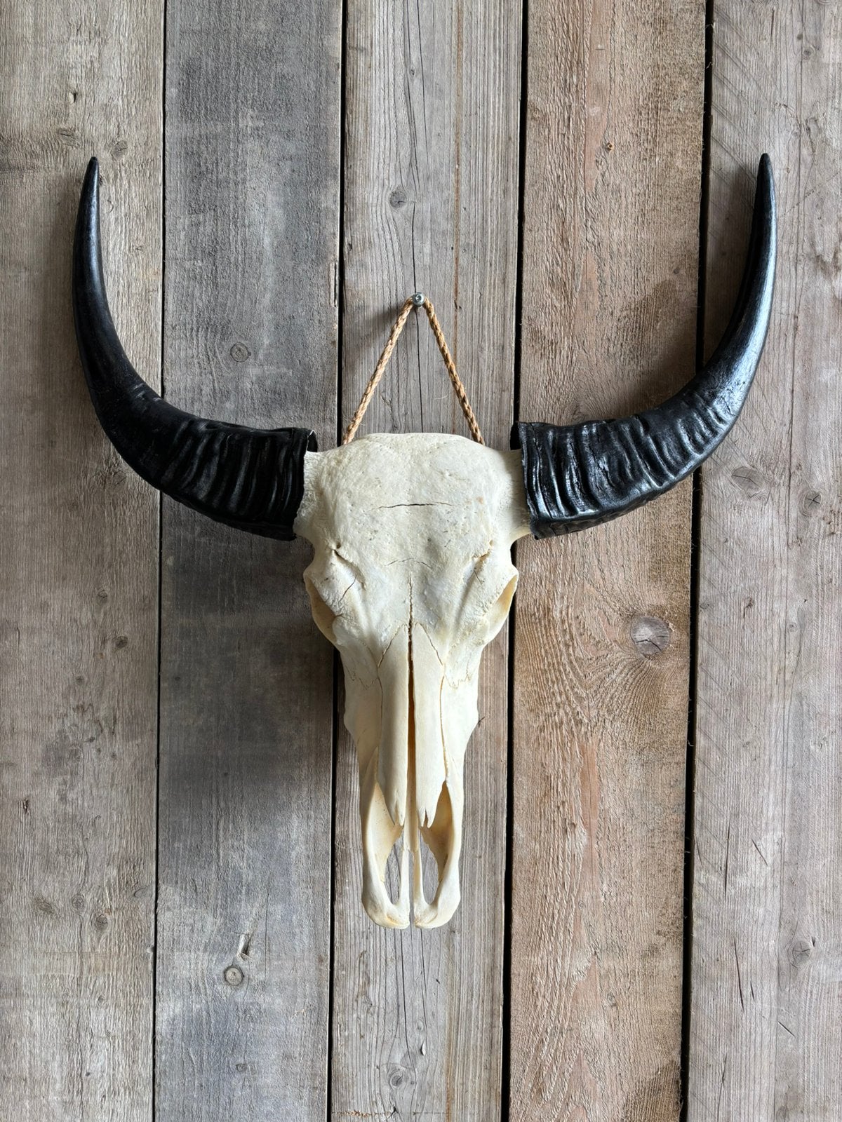 Mooie stoere waterbuffel schedel, Ophalen of Verzenden, Nieuw, Overige soorten, Schedel
