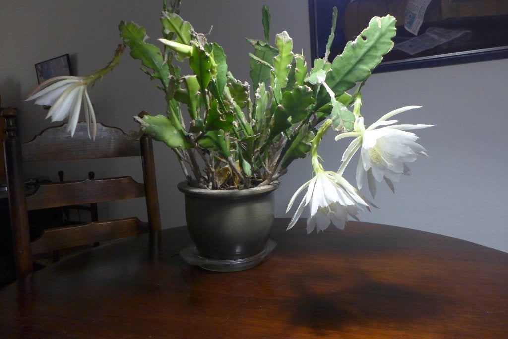 bladcactus wit epiphyllum, Ophalen, Overige soorten, In pot, Minder dan 100 cm