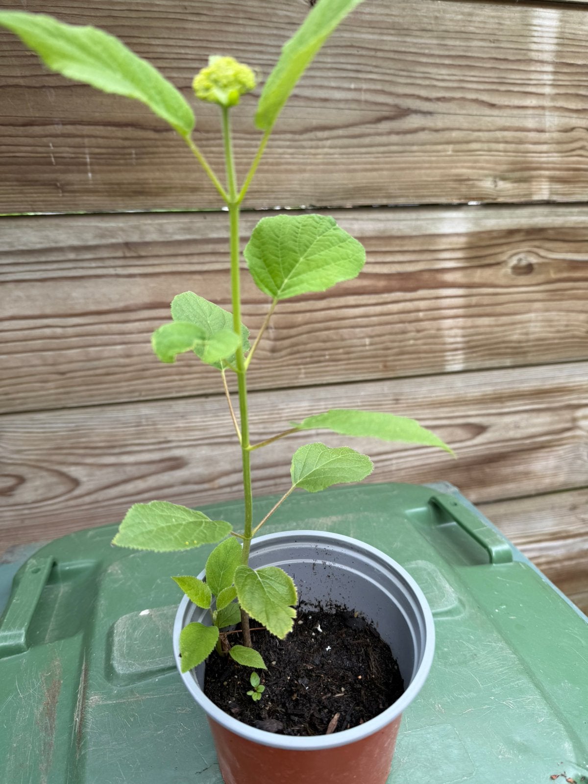 Stekjes hortensia Annabelle, Tuin en Terras, Planten | Tuinplanten, Ophalen, Overige soorten, Halfschaduw
