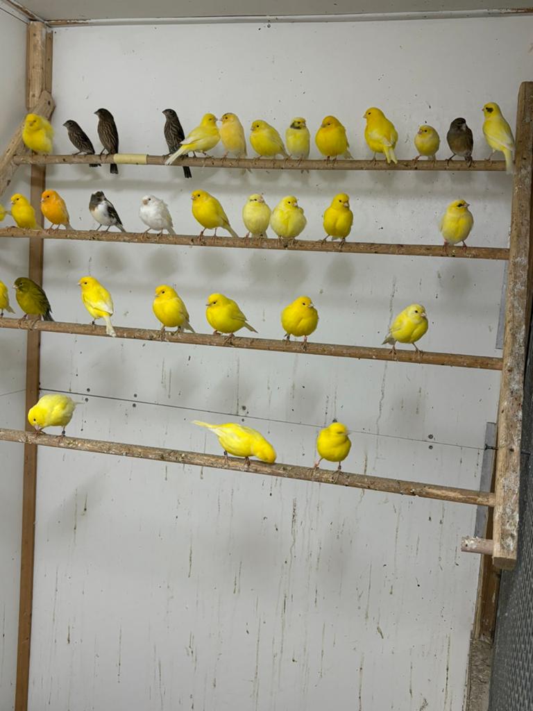 6 gele kanarie poppen, Vrouwelijk, Kleurkanarie