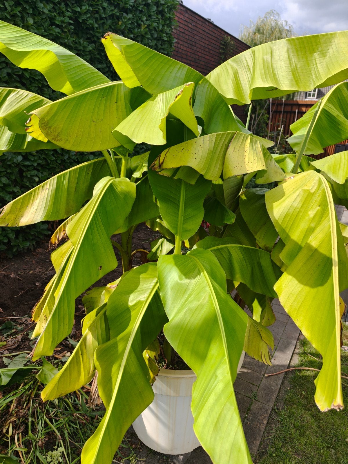 6 x Grote bananenplant incl pot, Tuin en Terras, Planten | Tuinplanten, Ophalen, Volle zon, Vaste plant, Bloeit niet