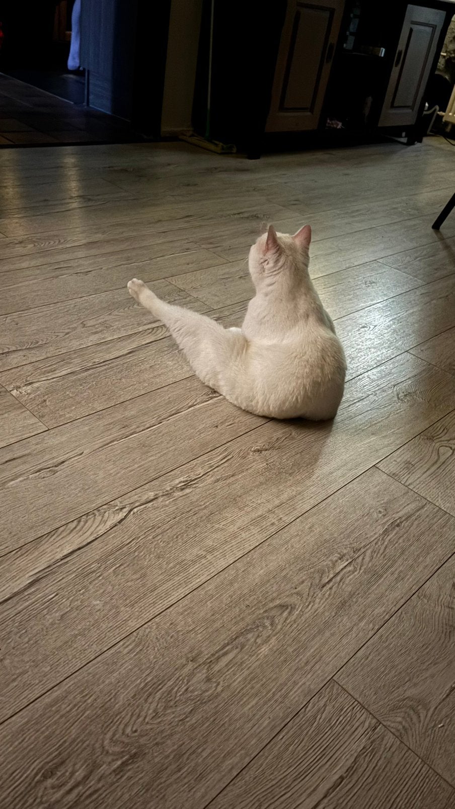 witte kater, Kater, Ontwormd, 3 tot 5 jaar
