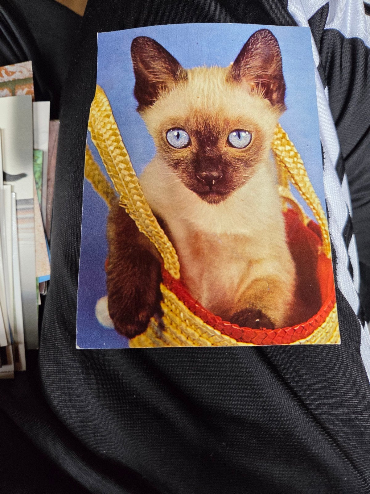 Vintage Siamese katje in mandje ansichtkaart, Ophalen of Verzenden, 1960 tot 1980, Ongelopen