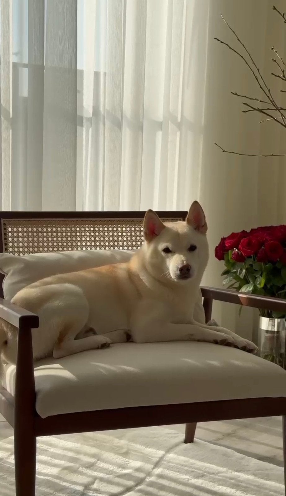 Shiba Inu (reu) – 6 jaar, Parvo, Eén hond, 3 tot 5 jaar, Nederland