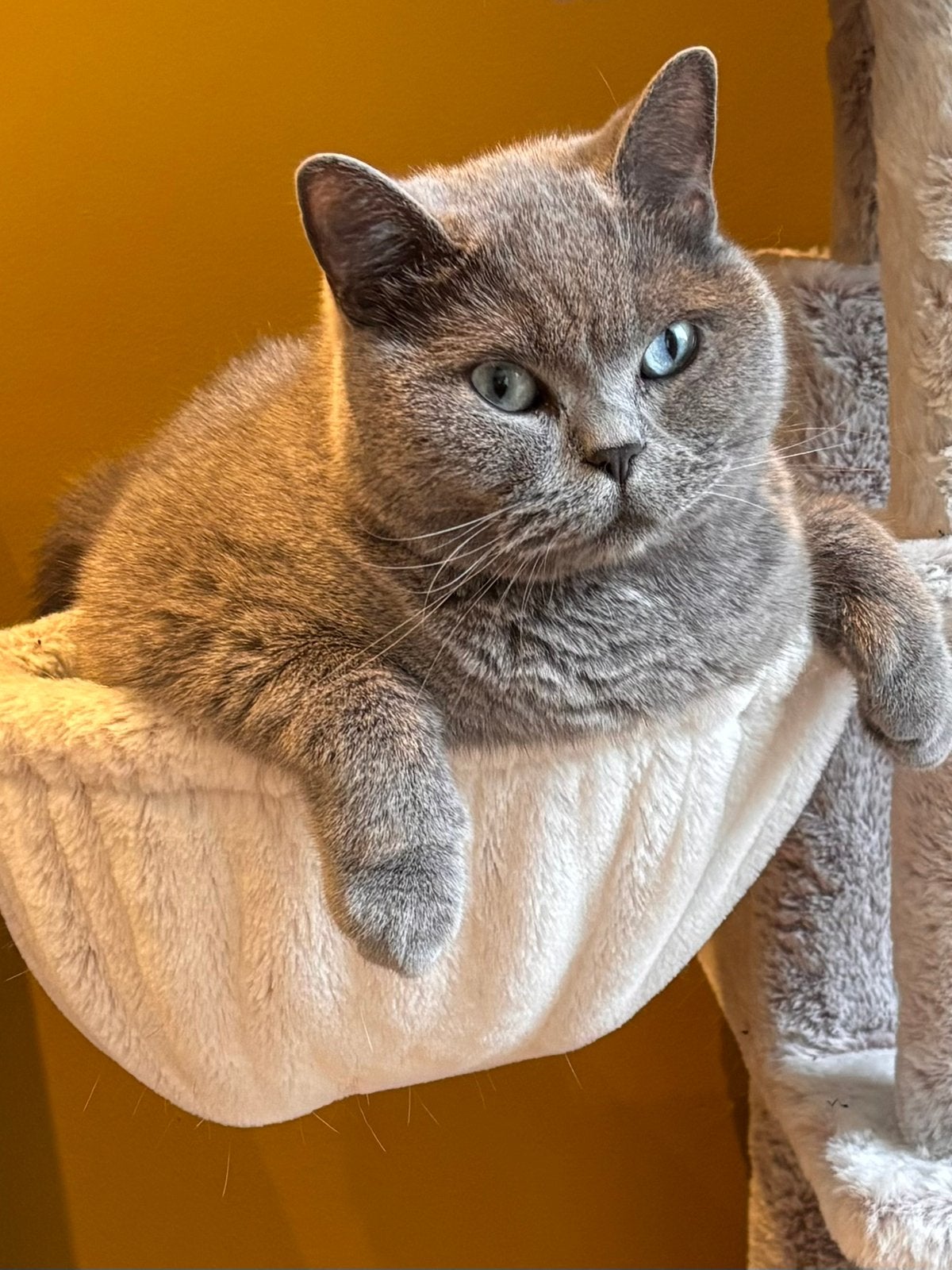 Britse korthaar katers, Kater, Kortharig, 3 tot 5 jaar