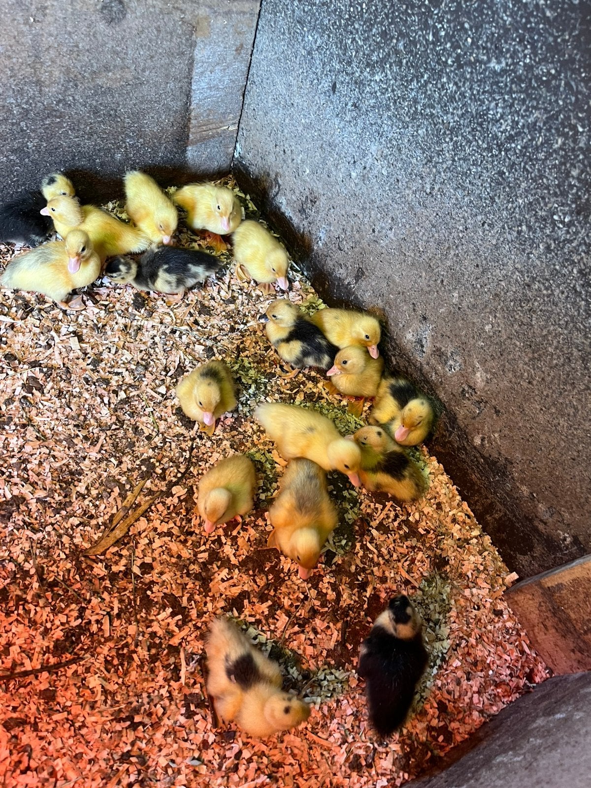 Jonge kwakertjes., Dieren en Toebehoren, Pluimvee, Meerdere dieren, Eend