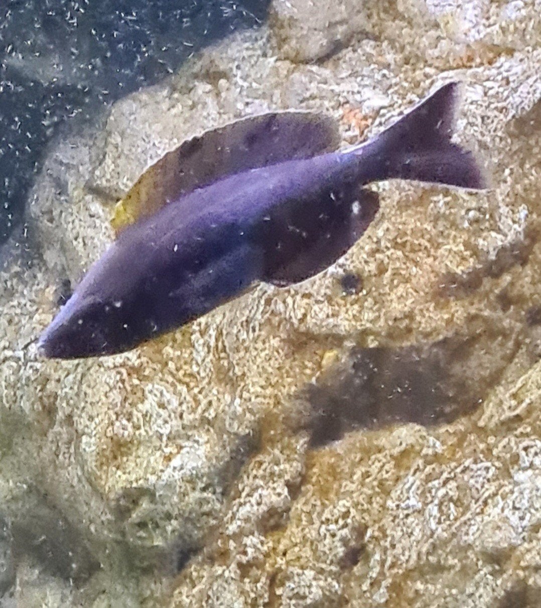 Cyprichromis microlepidotus black kiriza, Dieren en Toebehoren, Vissen | Aquariumvissen, Vis