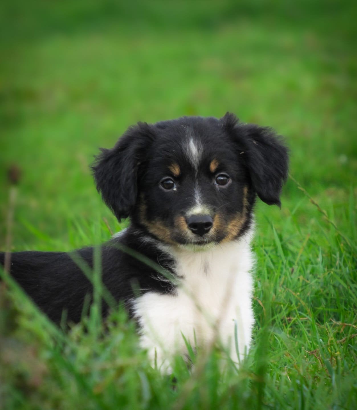 unieke kooiker-stabij x bordercollie pups., Overige rassen, 8 tot 15 weken, CDV (hondenziekte), Meerdere