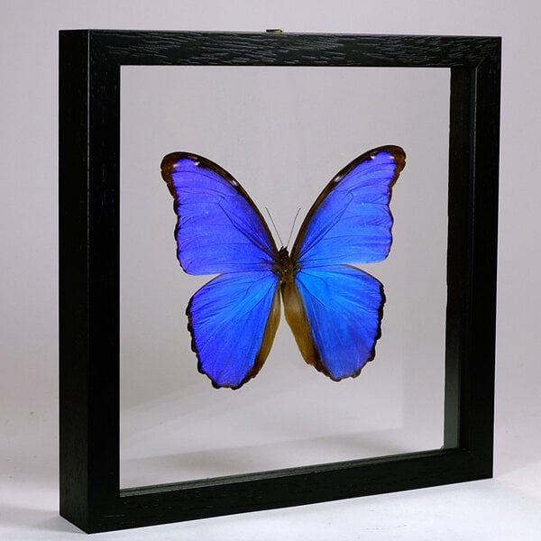 Vlinder Morpho taxidermie in zwarte dubbelglas lijst 25x25cm, Ophalen of Verzenden, Zo goed als nieuw, Insect, Opgezet dier