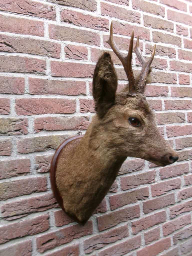 Prachtige opgezette hertenkop met mooi groot gewei, Verzamelen, Ophalen of Verzenden, Zo goed als nieuw, Hert, Opgezet dier