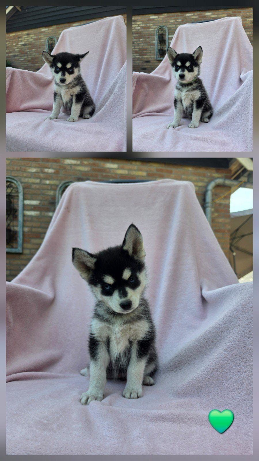 Prachtige pomsky pups 🐶🩷🩵, klaar voor een nieuwe toekomst, Overige rassen, 8 tot 15 weken, Meerdere, Meerdere dieren
