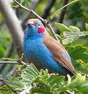 Blauwfazantje rood wang 1-0, Dieren en Toebehoren, Mannelijk, Tropenvogel, Geringd