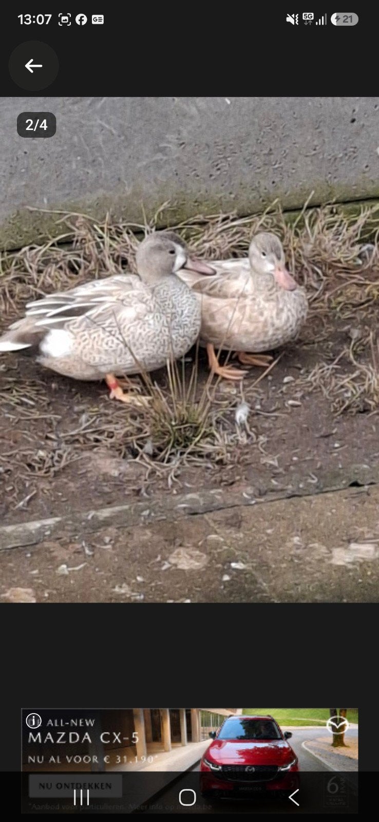 blonde blauwvleugeltaling, Dieren en Toebehoren, Meerdere dieren, Eend