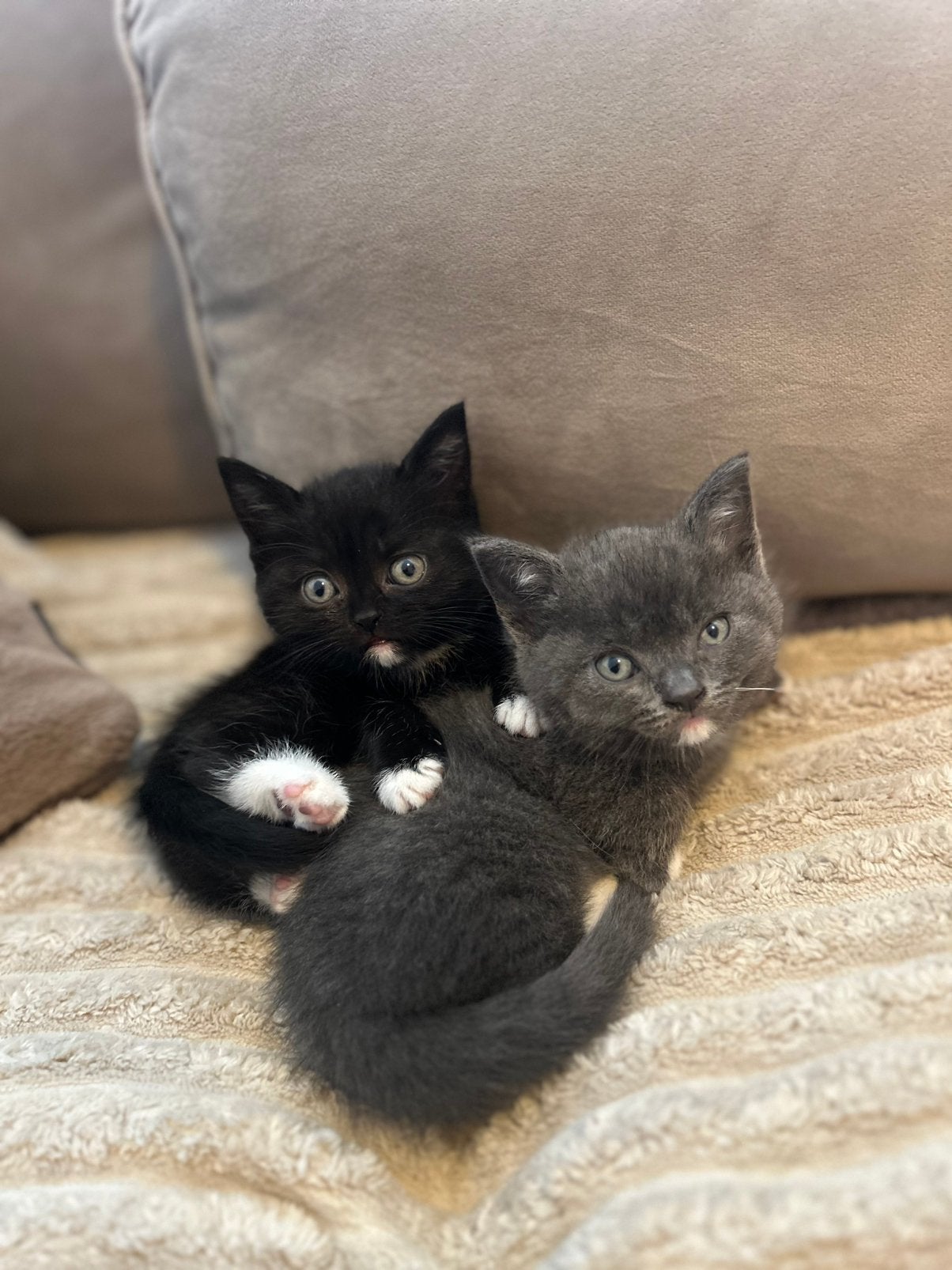 Britse korthaar kittens, Dieren en Toebehoren, Katten en Kittens | Overige Katten, Kortharig, Poes, 0 tot 2 jaar