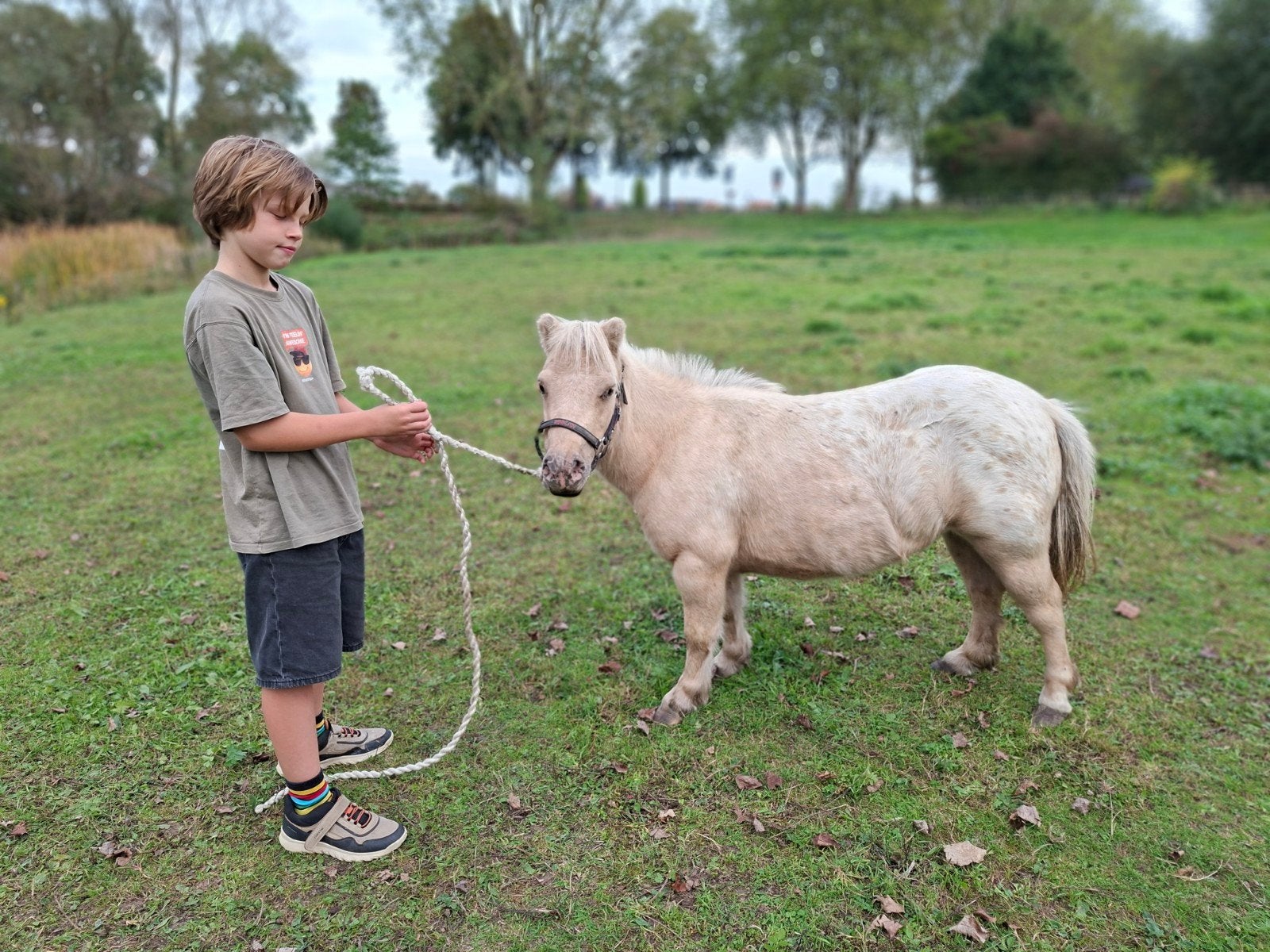 panterbonte palomino appaloosa en zwarte nmprs merrie, Merrie, A pony (tot 1.17m), Met stamboom