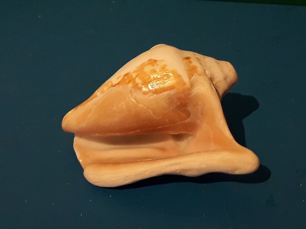 Schelp, Ophalen of Verzenden, Schelp(en)