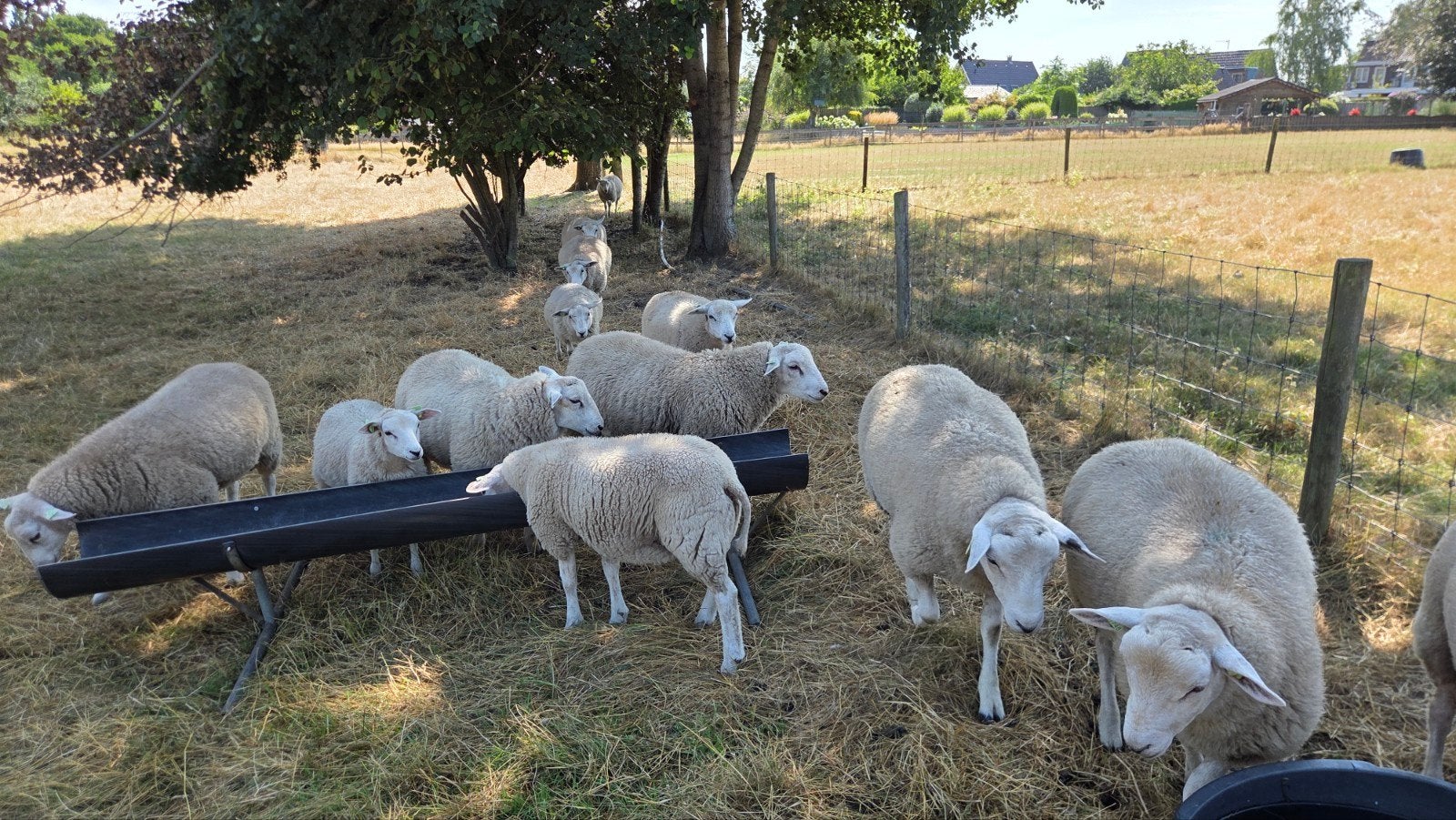 Dekrammen en ooilammeren, Swifter stamboek, zwoegervrij, Meerdere dieren, Schaap, 0 tot 2 jaar