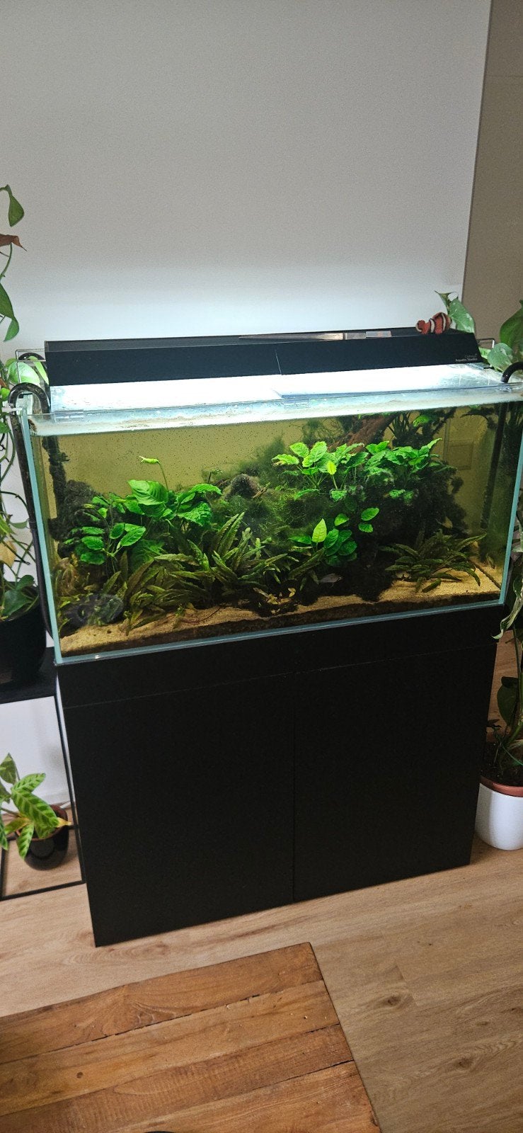 oase scaperline met kast 100x50x50 250l en toebehoren, Ophalen, Pomp, Chihiros, Gevuld zoetwateraquarium