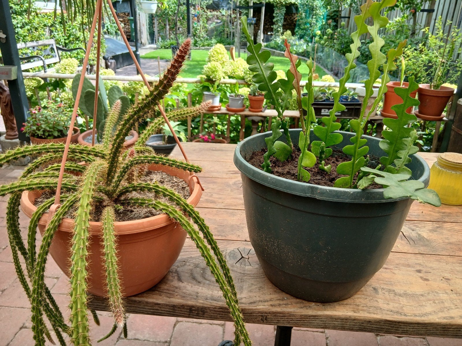 hangcactus zaagcactus apenstaartcactus slangencactus, Huis en Inrichting, Kamerplanten, Ophalen, Halfschaduw, Minder dan 100 cm