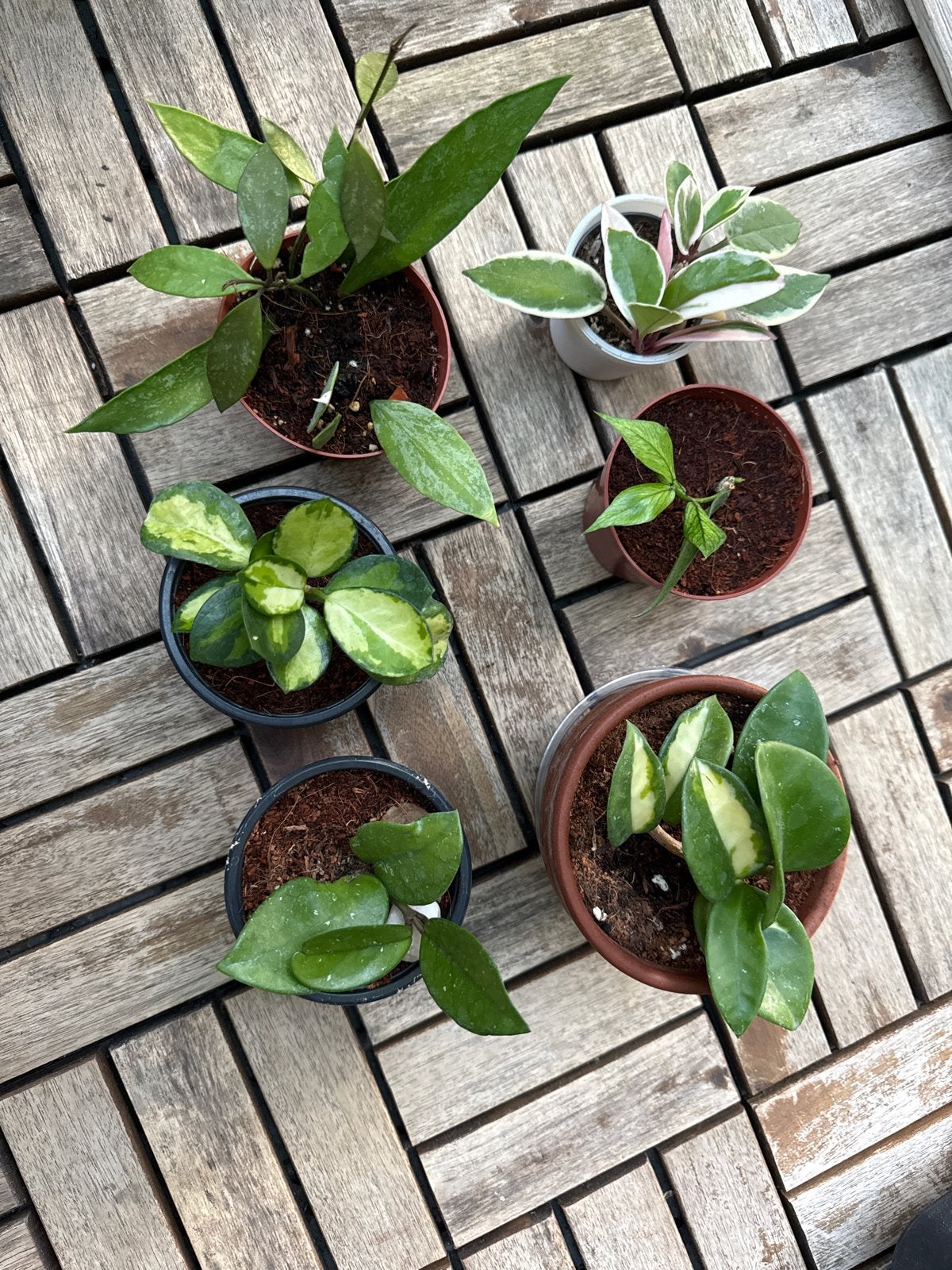Diverse Hoya planten collectie - Zeldzame stekjes, Tuin en Terras, Planten | Tuinplanten, Overige soorten, Vaste plant, Ophalen of Verzenden
