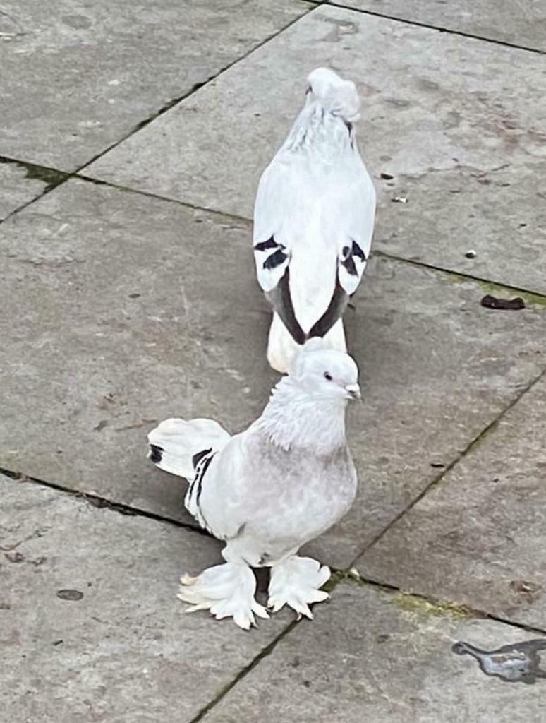 Duiven vogels, Dieren en Toebehoren, Vogels | Duiven, Mannelijk