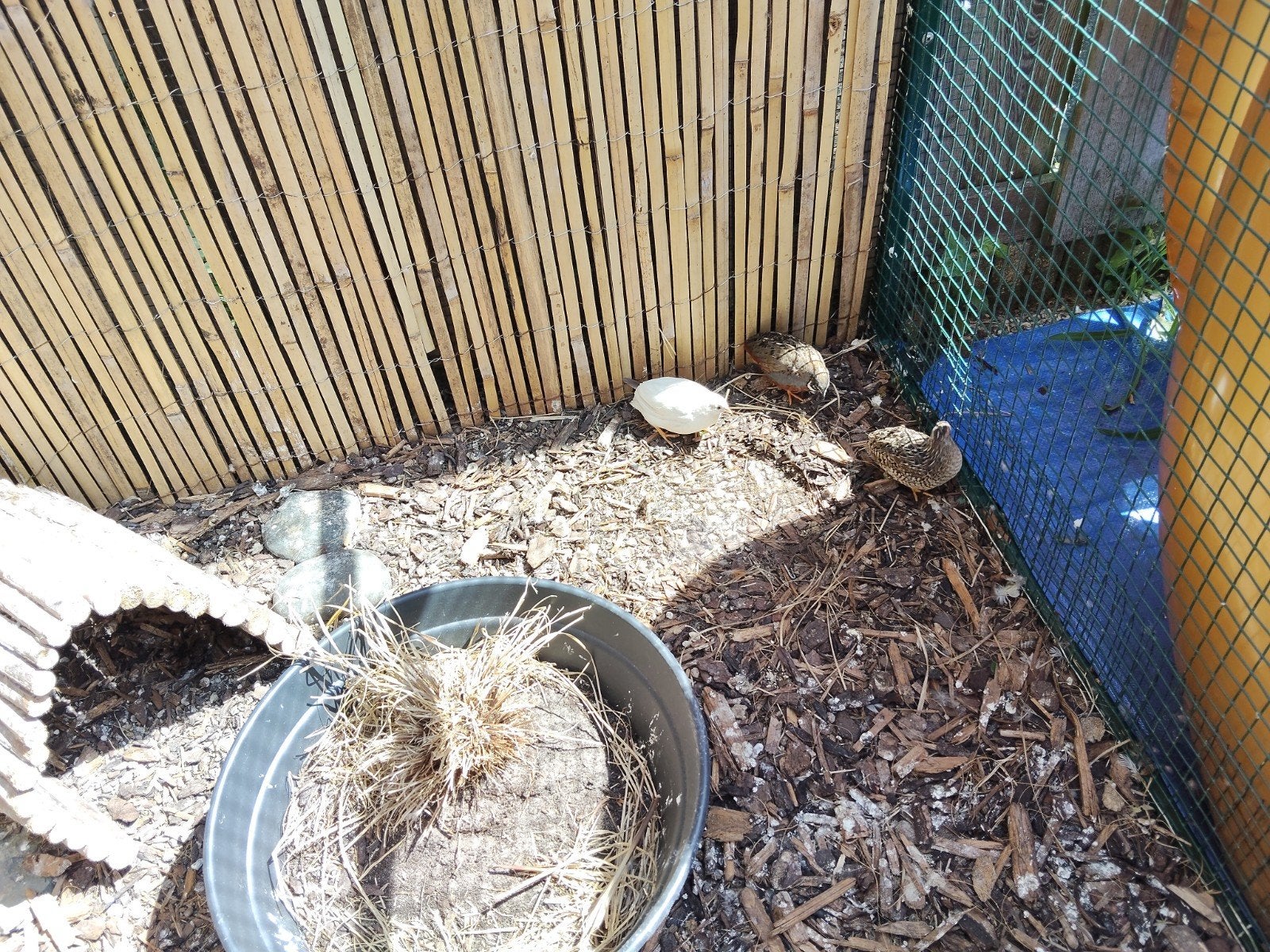 chinesche kwartel, Meerdere dieren