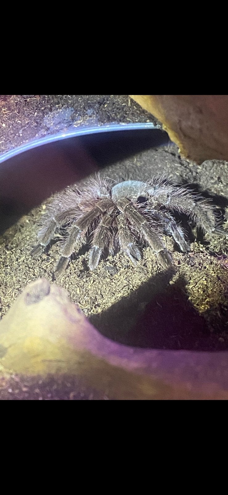 Theraphosa apophysis ( pinkfoot goliath birdeater ), Spin of Schorpioen