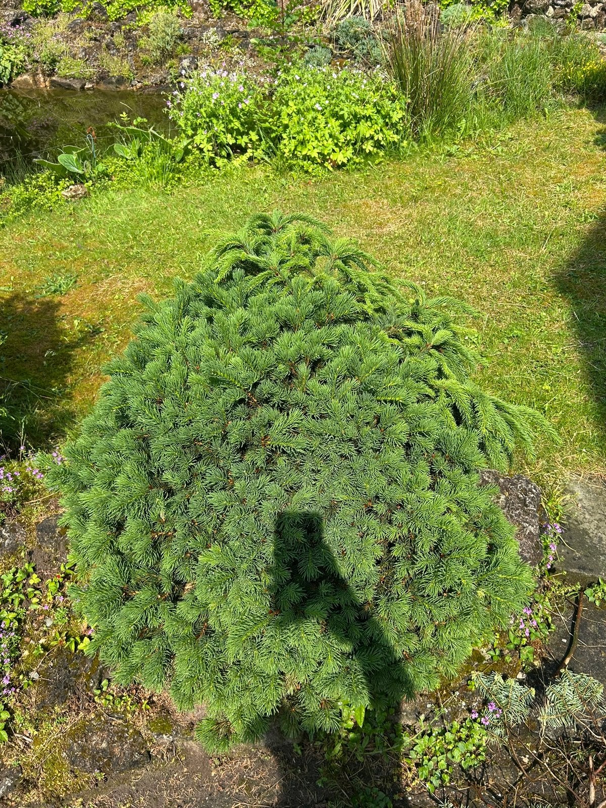 Picea abies ‘Nidiformis’ (Vogelnestspar), Ophalen, Bloeit niet, Overige soorten, Volle zon