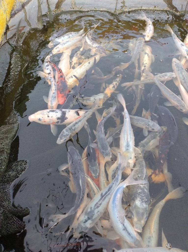Diverse Koi's 20 tot 35cm, Karper of Koi