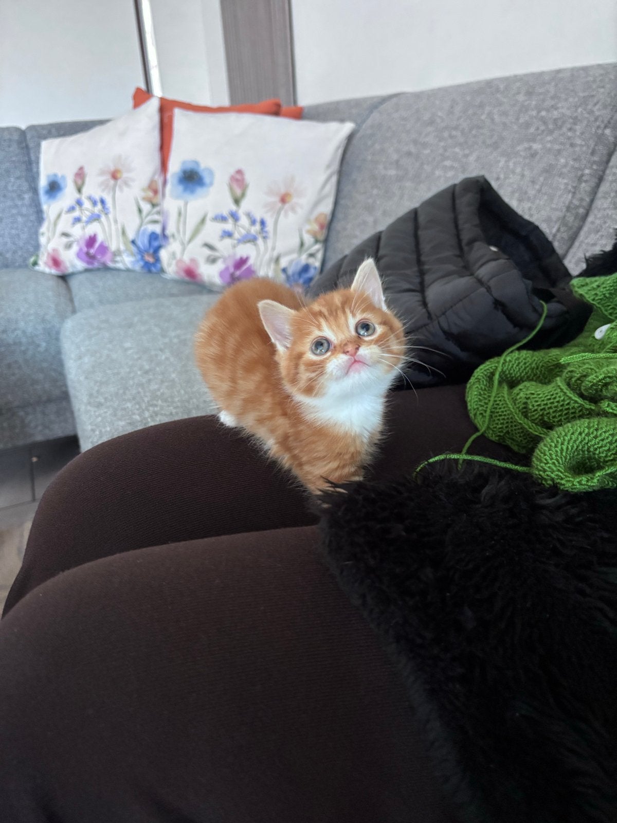 Een schattige kitten, Poes