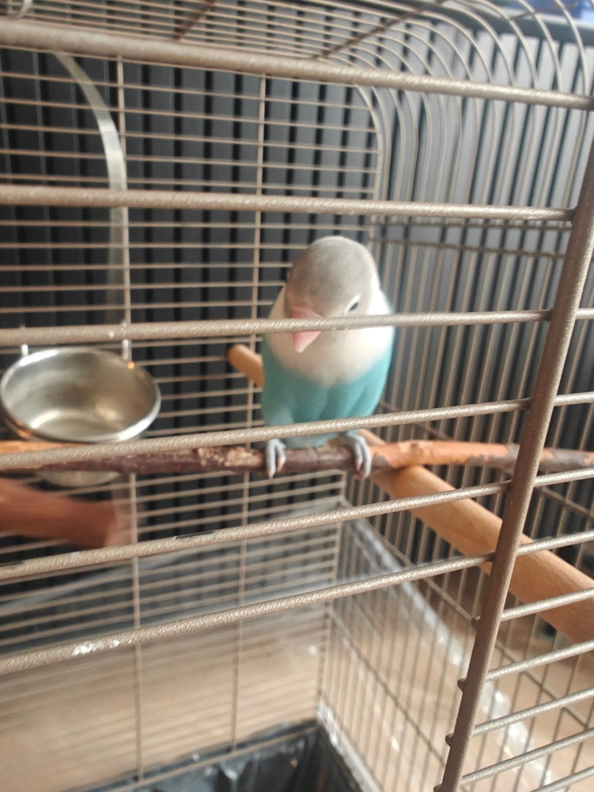 Zeer tamme agapornis inclusief nieuwe kooi – €50, Dieren en Toebehoren, Geslacht onbekend, Papegaai, Tam