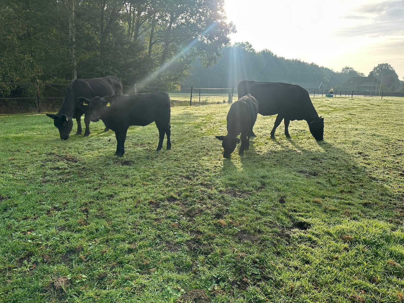 Black Angus koeien te koop, Meerdere dieren, 3 tot 6 jaar