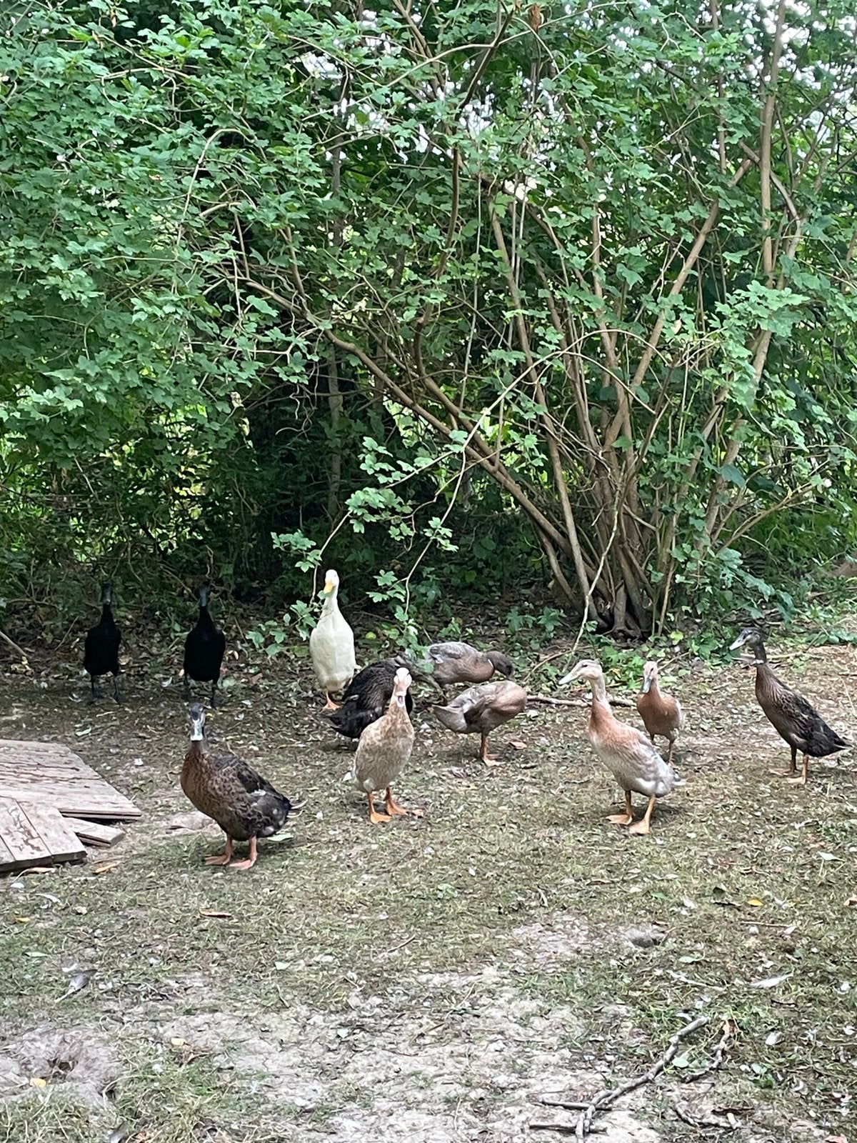 Loopeenden te koop, Meerdere dieren, Eend